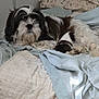 Zuma joined the competition — help win amazing prizes! dog, bed, blanket, fur, resting, indoor, cozy, comfortable, animal, pet, long_hair, black_and_white, sleeping, home, relaxing, canine, domestic_animal, soft, quiet, peaceful