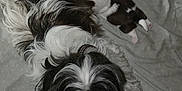 Zuma is registered to the contest to win money with this photo: dog, puppy, animal, pet, fur, black_and_white, lying_down, blanket, cute, small, mammal, indoor, resting, companion, adorable, sleepy, cozy, family, young, canine