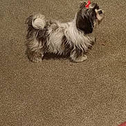 Zuma is registered to the contest to win money with this photo: dog, small_dog, fluffy, bow, carpet, indoor, pet, shoes, pink, pee_pad, fur, animal, cute, standing, side_view, home, domestic, companion, brown, white