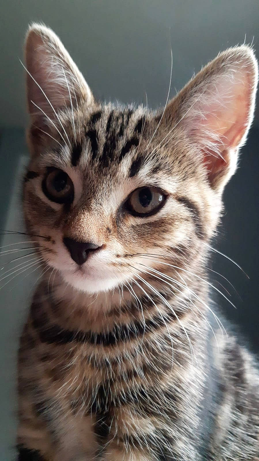 Dylan is registered to the contest to win money with this photo: carnivore, cat, close_up, domestic_short_haired_cat, ear, eye, felidae, fur, head, iris, monochrome, small_to_medium_sized_cats, snout, terrestrial_animal, whiskers, wildlife