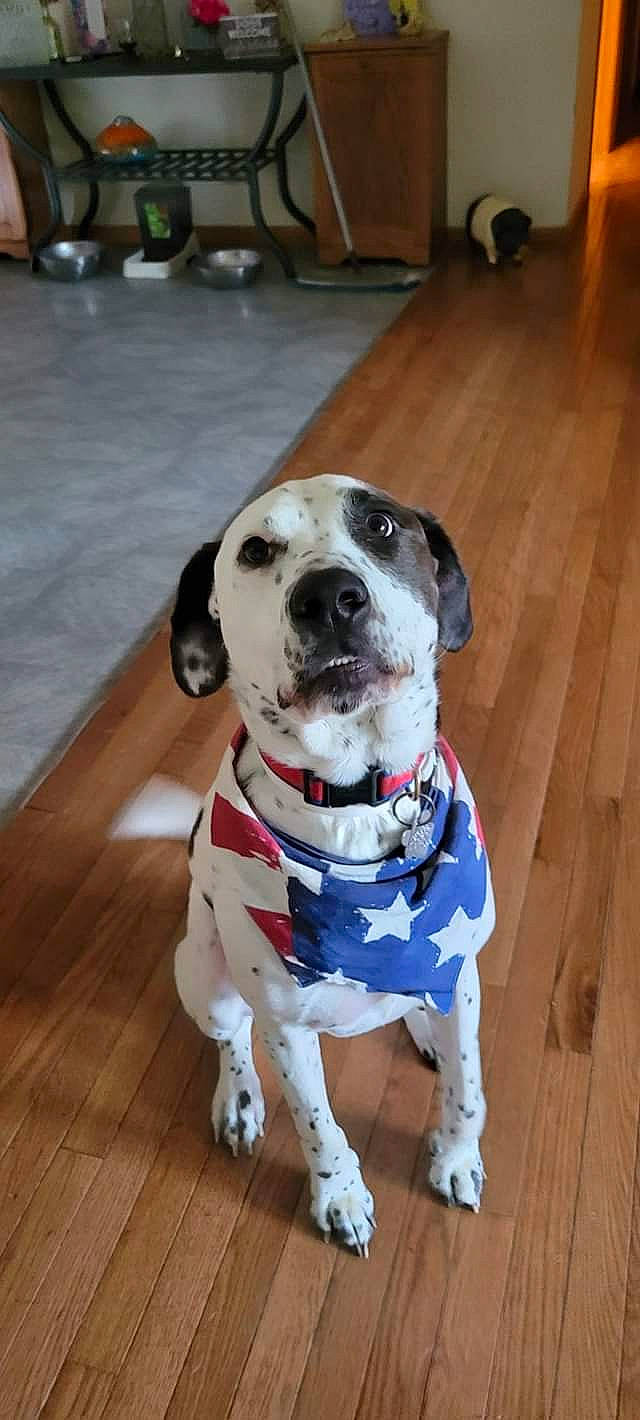 Gibbs joined the competition — help win amazing prizes! carnivore, collar, companion_dog, dalmatian, dog, dog_breed, dog_collar, dog_supply, fawn, flooring, hardwood, leash, pet_supply, plank, snout, varnish, wood, wood_flooring, wood_stain, working_animal