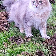 Nala a rejoint le concours — aidez-le/la à gagner de superbes lots ! cat, fluffy, green_eyes, outdoor, grass, dirt, alert, animal, pet, nature, fur, mammal, whiskers, ears, tail, walking, curious, ground, daylight, closeup