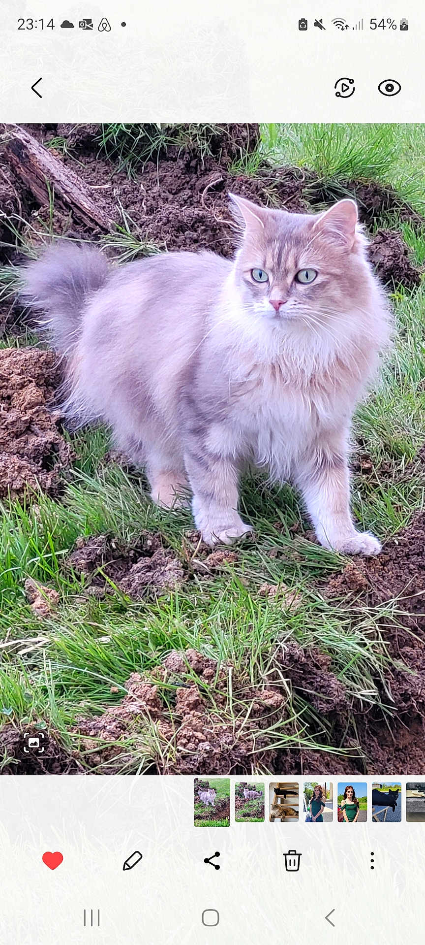 Nala a rejoint le concours — aidez-le/la à gagner de superbes lots ! cat, fluffy, green_eyes, outdoor, grass, dirt, alert, animal, pet, nature, fur, mammal, whiskers, ears, tail, walking, curious, ground, daylight, closeup
