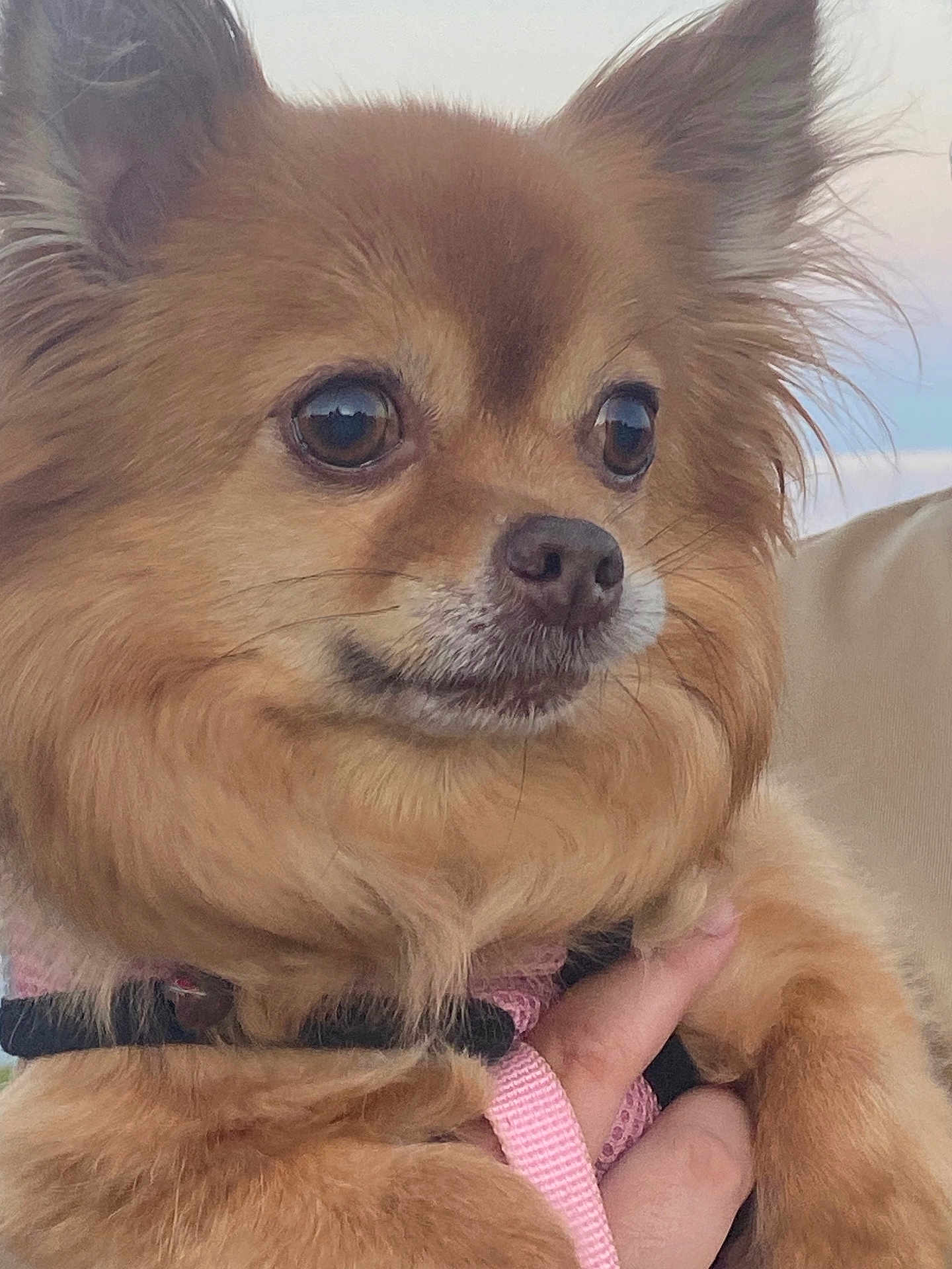 Joyce participe au concours pour gagner de l'argent avec cette photo : dog, close_up, fluffy, brown_fur, pet, animal, ears, face, eyes, nose, whiskers, hand, harness, pink, outdoor, portrait, cute, furry, companion, mammal