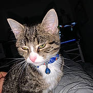 Nala participe au concours pour gagner de l'argent avec cette photo : cat, tabby, pet, collar, bell, indoor, bed, blanket, fur, whiskers, closeup, animal, domestic, feline, sleepy, green_eyes, pink_nose, striped, resting, dim_light