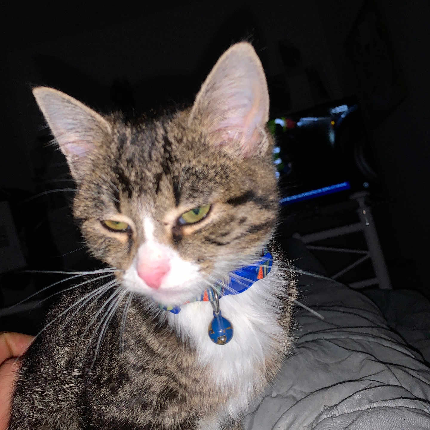 Nala participe au concours pour gagner de l'argent avec cette photo : animal, bed, bell, blanket, cat, closeup, collar, dim_light, domestic, feline, fur, green_eyes, indoor, pet, pink_nose, resting, sleepy, striped, tabby, whiskers