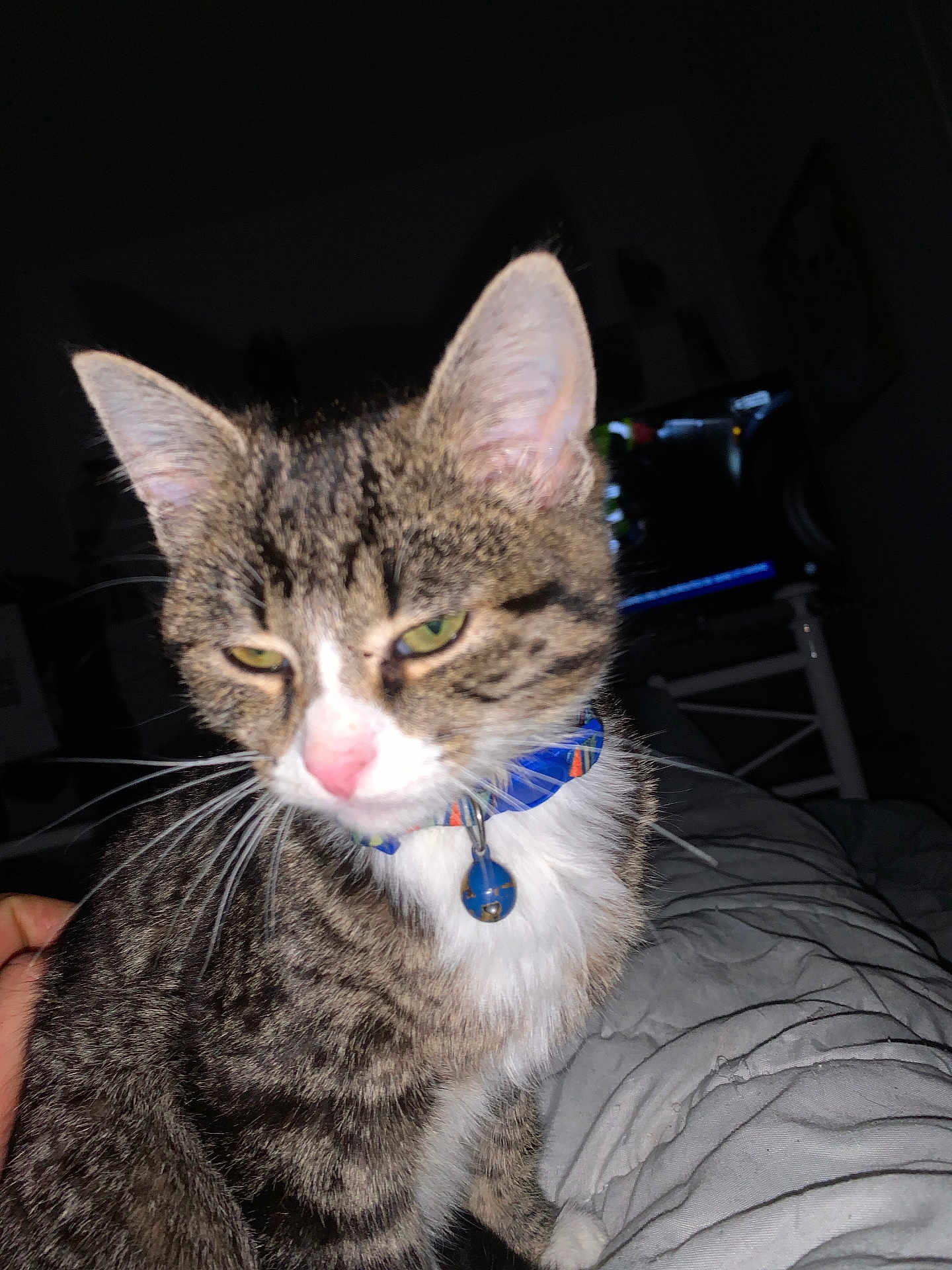 Nala participe au concours pour gagner de l'argent avec cette photo : cat, tabby, pet, collar, bell, indoor, bed, blanket, fur, whiskers, closeup, animal, domestic, feline, sleepy, green_eyes, pink_nose, striped, resting, dim_light