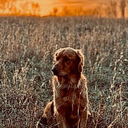 Arlo is registered to the contest to win money with this photo: dog, golden_retriever, field, grass, sunset, outdoor, nature, animal, pet, canine, sitting, brown, fur, quiet, peaceful, scenic, sunlight, wild, calm, portrait