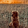 animal, brown, calm, canine, dog, field, fur, golden_retriever, grass, nature, outdoor, peaceful, pet, portrait, quiet, scenic, sitting, sunlight, sunset, wild