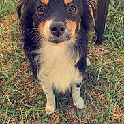 Maggie is registered to the contest to win money with this photo: dog, grass, outdoor, pet, animal, small_dog, fur, black_fur, white_fur, tan_fur, sitting, looking, face, ears, eyes, nose, whiskers, nature, daylight, table_leg