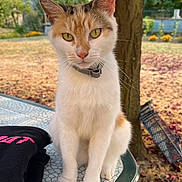 Athéna participe au concours pour gagner de l'argent avec cette photo : cat, calico_cat, animal, pet, outdoor, tree, table, collar, mosaic, leaves, nature, greenery, garden, autumn, fur, whiskers, face, eyes, sitting, curious