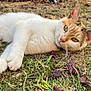 cat, calico_cat, grass, dry_leaves, outdoor, sunlight, tree, garden, animal, pet, relaxed, lying_down, nature, close_up, daytime, feline, whiskers, ears, eyes, curious
