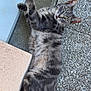 cat, gray_tabby, outdoor, stretching, paw, curious, fur, whiskers, ears, tail, texture, wall, concrete, relaxed, animal, mammal, pet, laying, looking_up, daylight