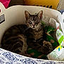 Falco a rejoint le concours — aidez-le/la à gagner de superbes lots ! cat, tabby, laundry_basket, indoor, resting, feline, pet, animal, patterned, fabric, toy, relaxed, cute, whiskers, ears, floor, home, cozy, sleepy, container