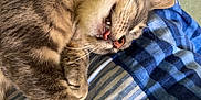 Falco participe au concours pour gagner de l'argent avec cette photo : cat, tabby, sleeping, tongue_out, bed, striped_sheets, cozy, paw, feline, indoor, relaxed, cute, whiskers, pet, domestic_animal, fur, resting, cute_expression, striped, close_up