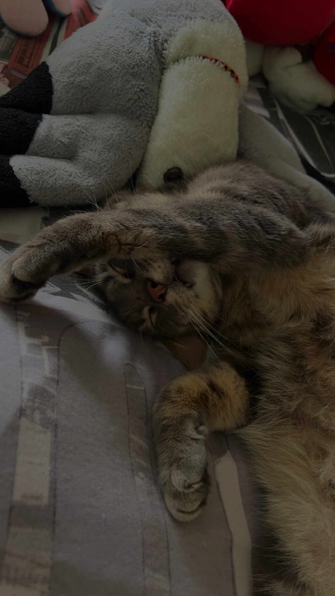 Falco a rejoint le concours — aidez-le/la à gagner de superbes lots ! cat, tabby, sleeping, stretching, bed, blanket, plush_toy, sheep_toy, indoor, cozy, feline, pet, resting, paw, fur, whiskers, relaxed, napping, cute, animal