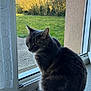 cat, gray_tabby, sitting, indoor, open_door, garden, grass, bushes, sunlight, window, floor, curtain, tail, pet, animal, whiskers, ears, nature, daylight, relaxed