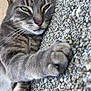 animal, cat, claw, closeup, cute, ear, eye, feline, fur, gray_tabby, mammal, nose, outdoor, paw, pet, relaxed, resting, sleepy, texture, whiskers