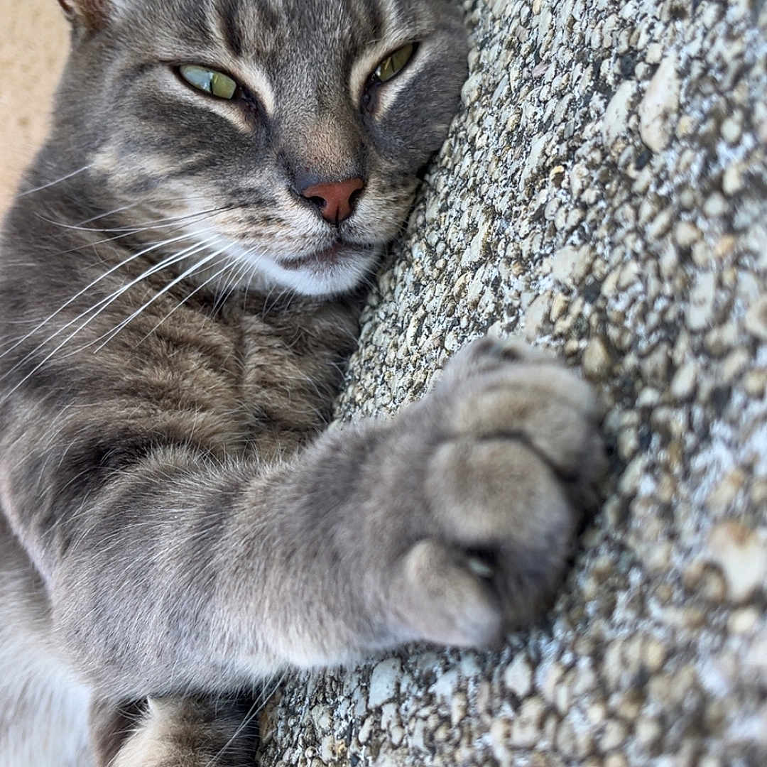 Falco participe au concours pour gagner de l'argent avec cette photo : animal, cat, claw, closeup, cute, ear, eye, feline, fur, gray_tabby, mammal, nose, outdoor, paw, pet, relaxed, resting, sleepy, texture, whiskers