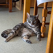 Falco participe au concours pour gagner de l'argent avec cette photo : cat, tabby_cat, indoor, floor, wooden_table, legs, relaxed, pet, animal, fur, whiskers, green_eyes, domestic_cat, sitting, looking, calm, home, furniture, quiet, resting