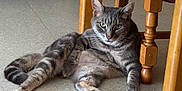Falco participe au concours pour gagner de l'argent avec cette photo : animal, calm, cat, domestic_cat, floor, fur, furniture, green_eyes, home, indoor, legs, looking, pet, quiet, relaxed, resting, sitting, tabby_cat, whiskers, wooden_table