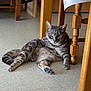 Falco participe au concours pour gagner de l'argent avec cette photo : cat, tabby_cat, indoor, floor, wooden_table, legs, relaxed, pet, animal, fur, whiskers, green_eyes, domestic_cat, sitting, looking, calm, home, furniture, quiet, resting