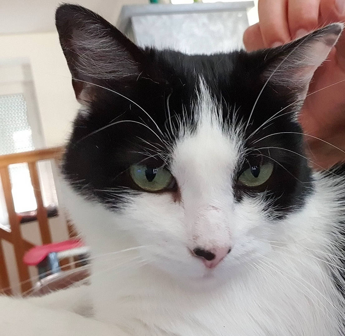 Chacha a rejoint le concours — aidez-le/la à gagner de superbes lots ! carnivore, cat, chair, domestic_short_haired_cat, felidae, fur, small_to_medium_sized_cats, snout, tree, whiskers, window