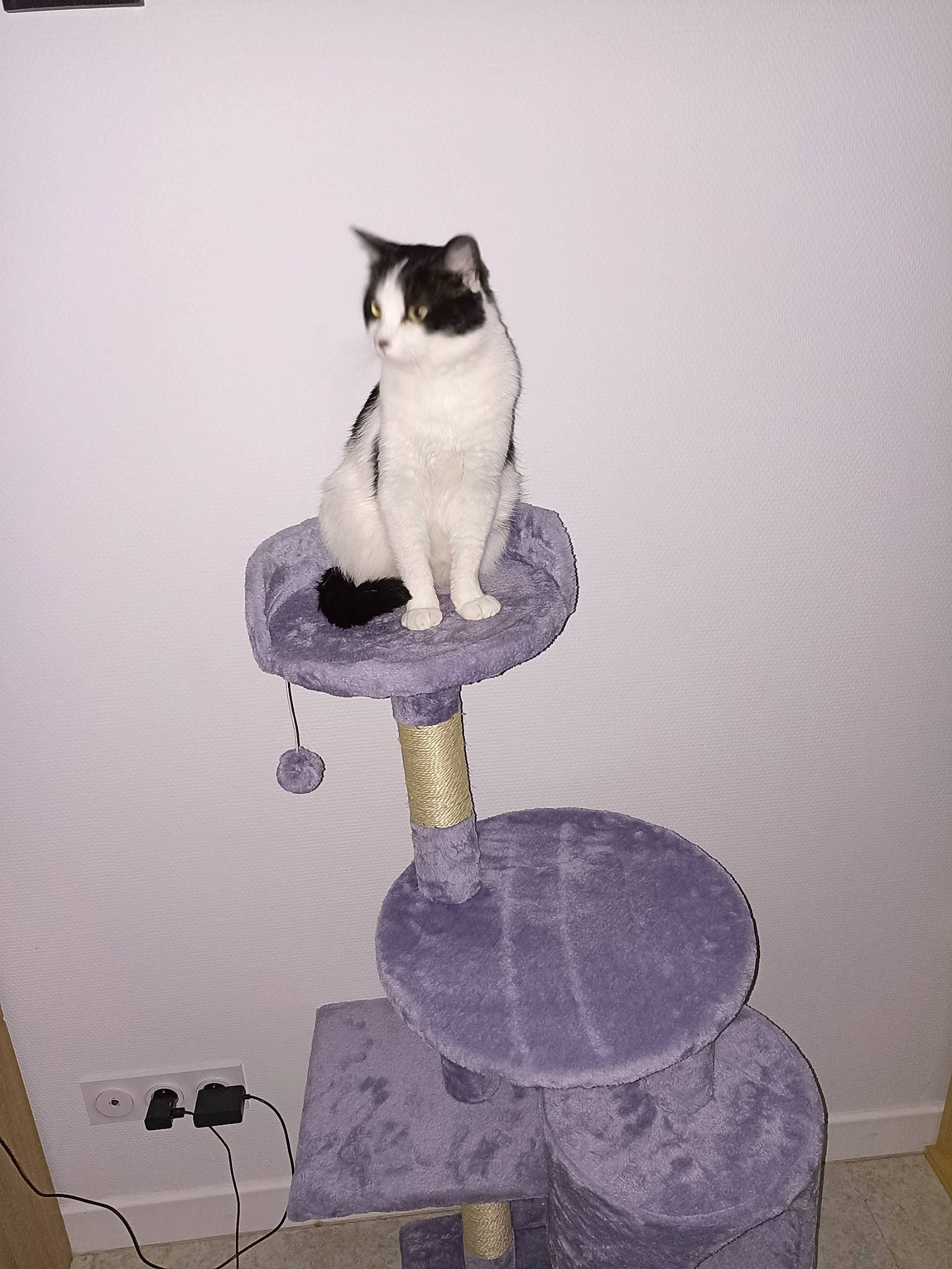 Chacha participe au concours pour gagner de l'argent avec cette photo : art, carnivore, cat, cat_supply, domestic_short_haired_cat, felidae, formal_wear, fur, grey, monochrome_photography, pedestal, pet_supply, purple, rectangle, room, small_to_medium_sized_cats, stairs, tail, toy, whiskers