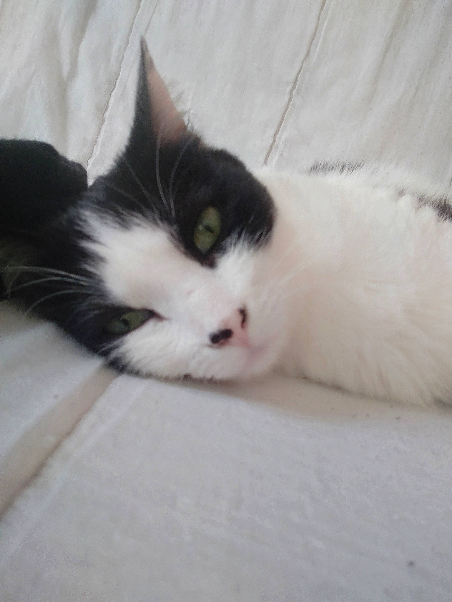 Chacha a rejoint le concours — aidez-le/la à gagner de superbes lots ! carnivore, cat, comfort, domestic_short_haired_cat, felidae, flooring, foot, fur, hardwood, paw, small_to_medium_sized_cats, snout, tail, terrestrial_animal, whiskers