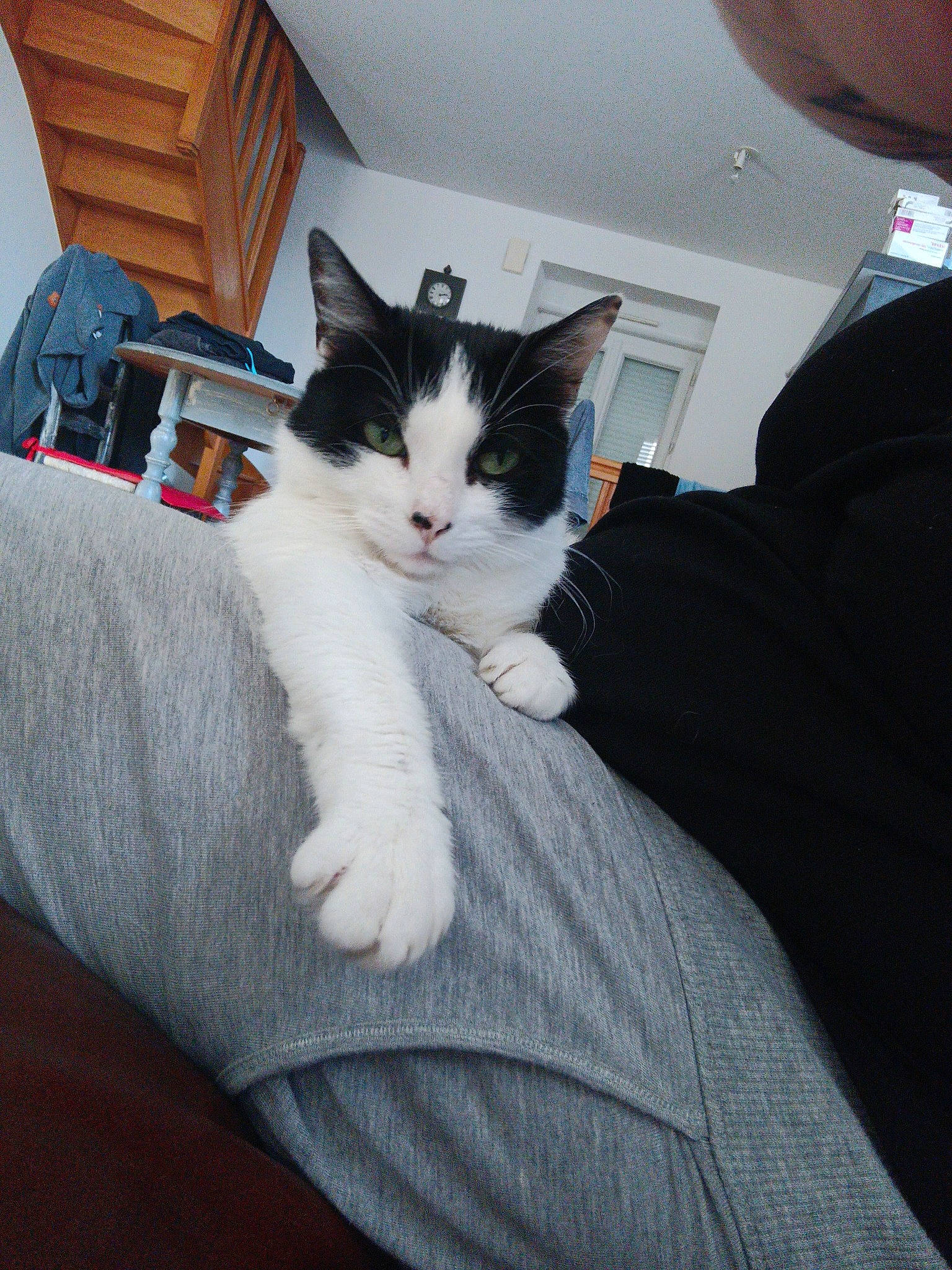 Chacha a rejoint le concours — aidez-le/la à gagner de superbes lots ! bookcase, box, carnivore, cat, comfort, couch, domestic_short_haired_cat, eye, felidae, formal_wear, fur, grey, human_leg, lap, shelf, sitting, small_to_medium_sized_cats, snout, tail, whiskers