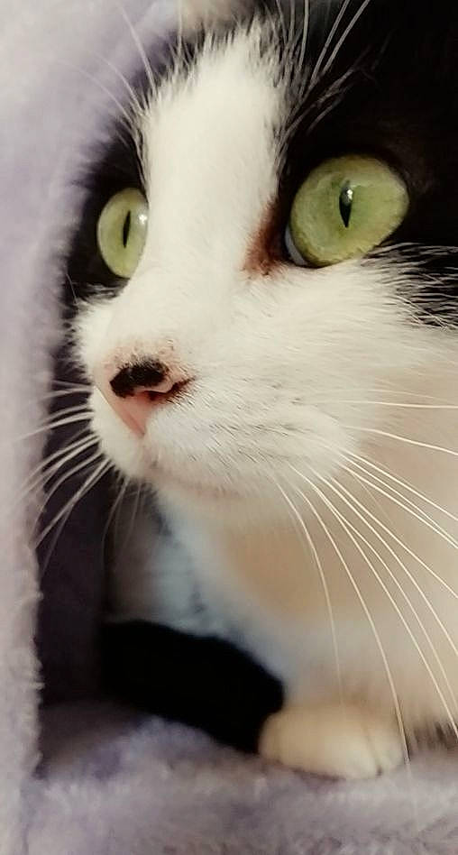 Chacha participe au concours pour gagner de l'argent avec cette photo : carnivore, cat, close_up, curious, domestic_short_haired_cat, eyelash, felidae, fur, iris, no_expression, paw, small_to_medium_sized_cats, snout, terrestrial_animal, whiskers