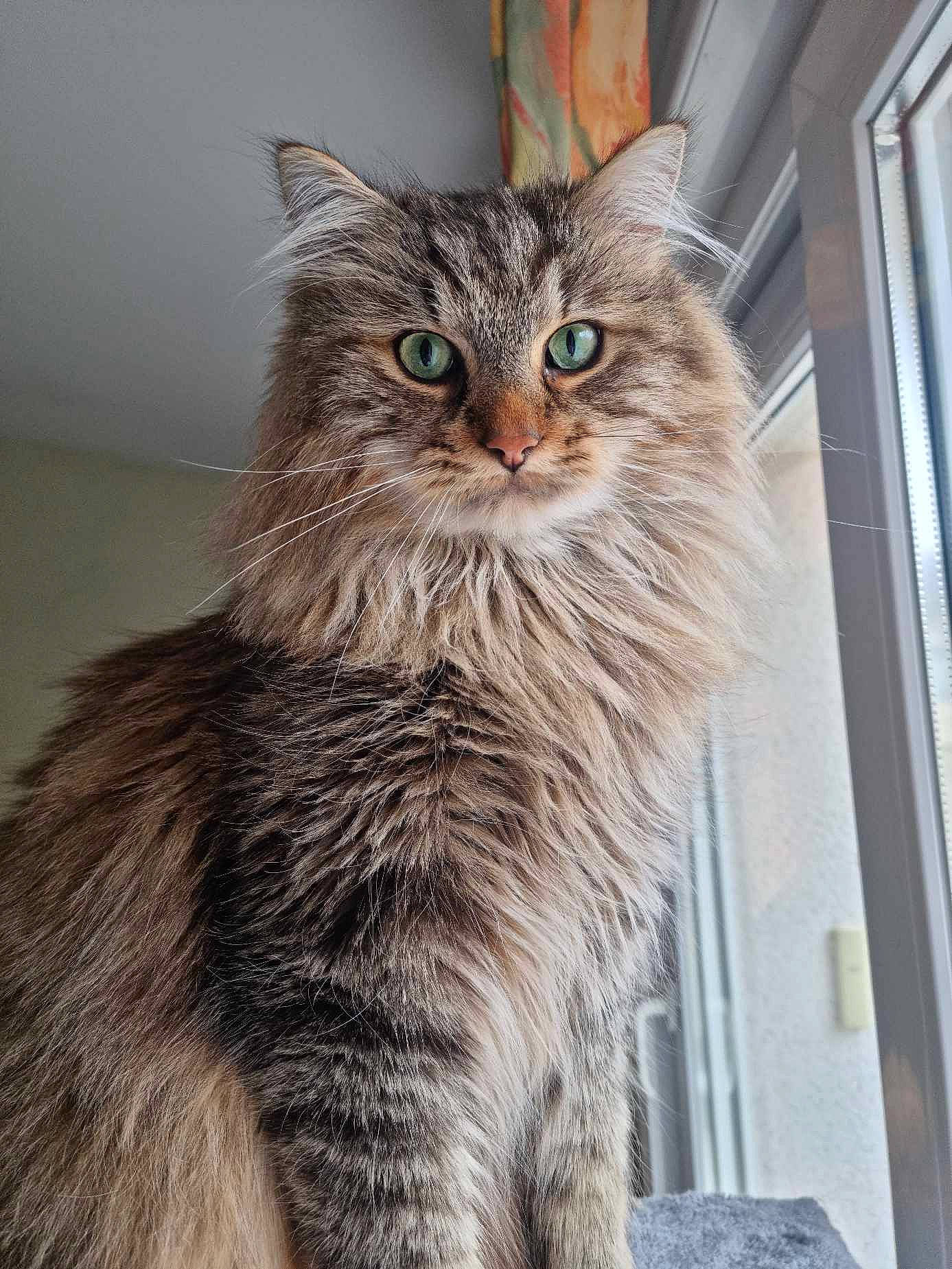 Rolex participe au concours pour gagner de l'argent avec cette photo : british_longhair, carnivore, cat, domestic_short_haired_cat, felidae, fur, maine_coon, small_to_medium_sized_cats, snout, tail, terrestrial_animal, whiskers, window