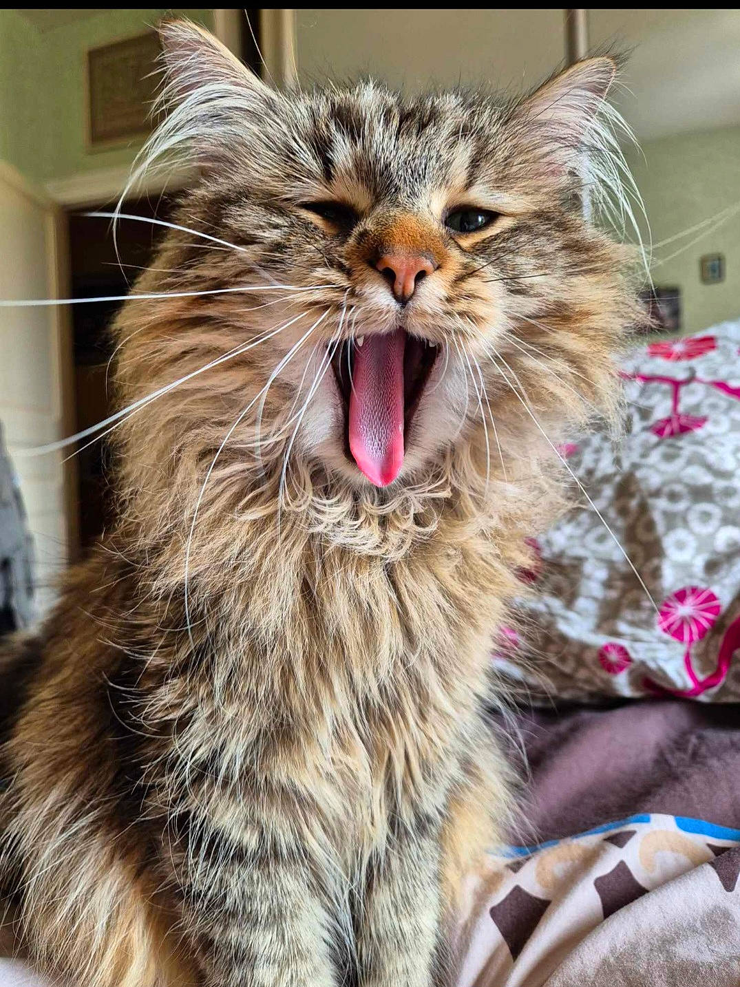 Rolex a rejoint le concours — aidez-le/la à gagner de superbes lots ! carnivore, cat, claw, event, fang, felidae, fur, natural_material, paw, small_to_medium_sized_cats, snout, terrestrial_animal, whiskers, window