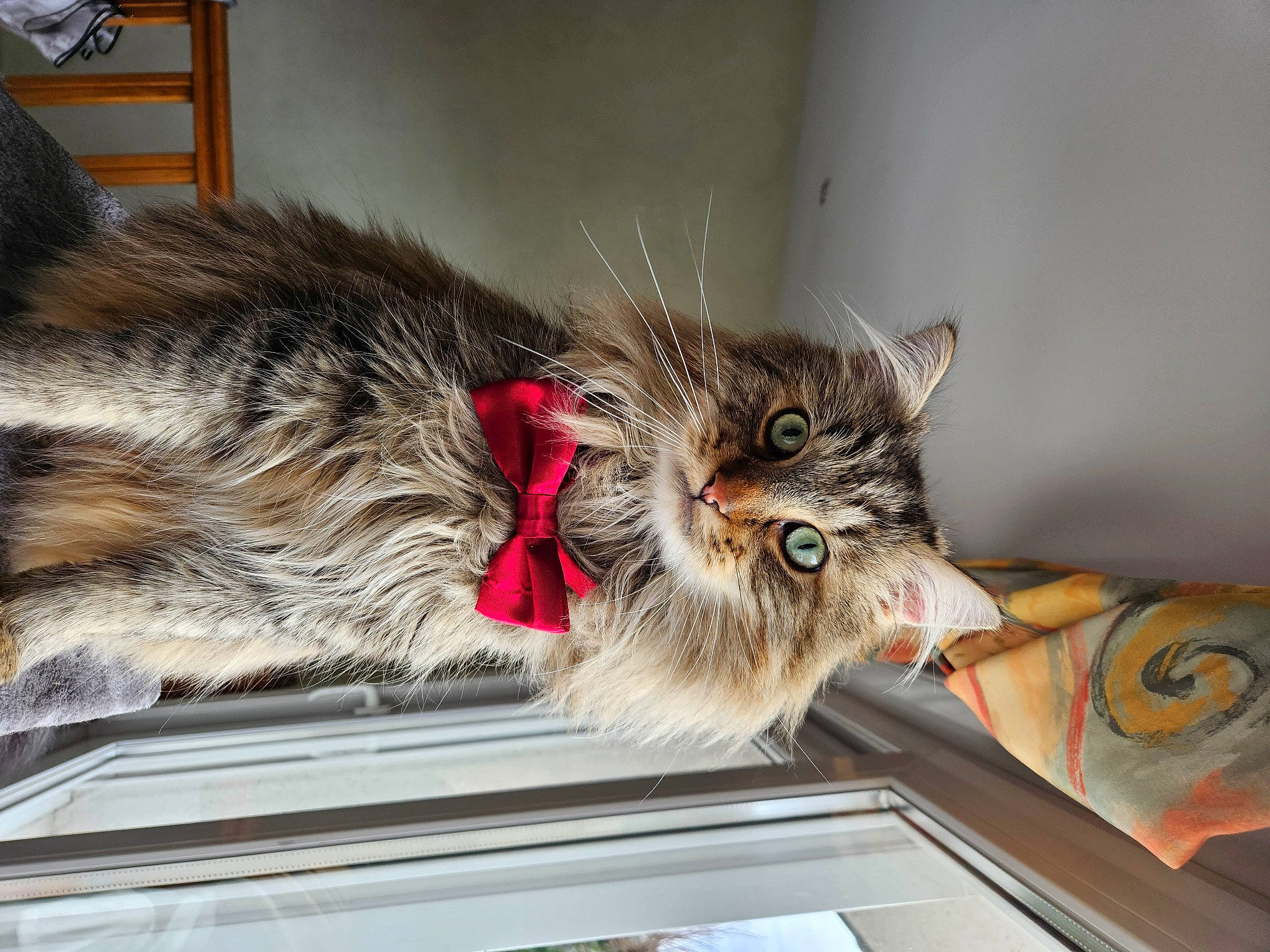 Rolex a rejoint le concours — aidez-le/la à gagner de superbes lots ! carnivore, cat, chair, claw, domestic_short_haired_cat, felidae, fur, paw, plant, small_to_medium_sized_cats, snout, tail, whiskers