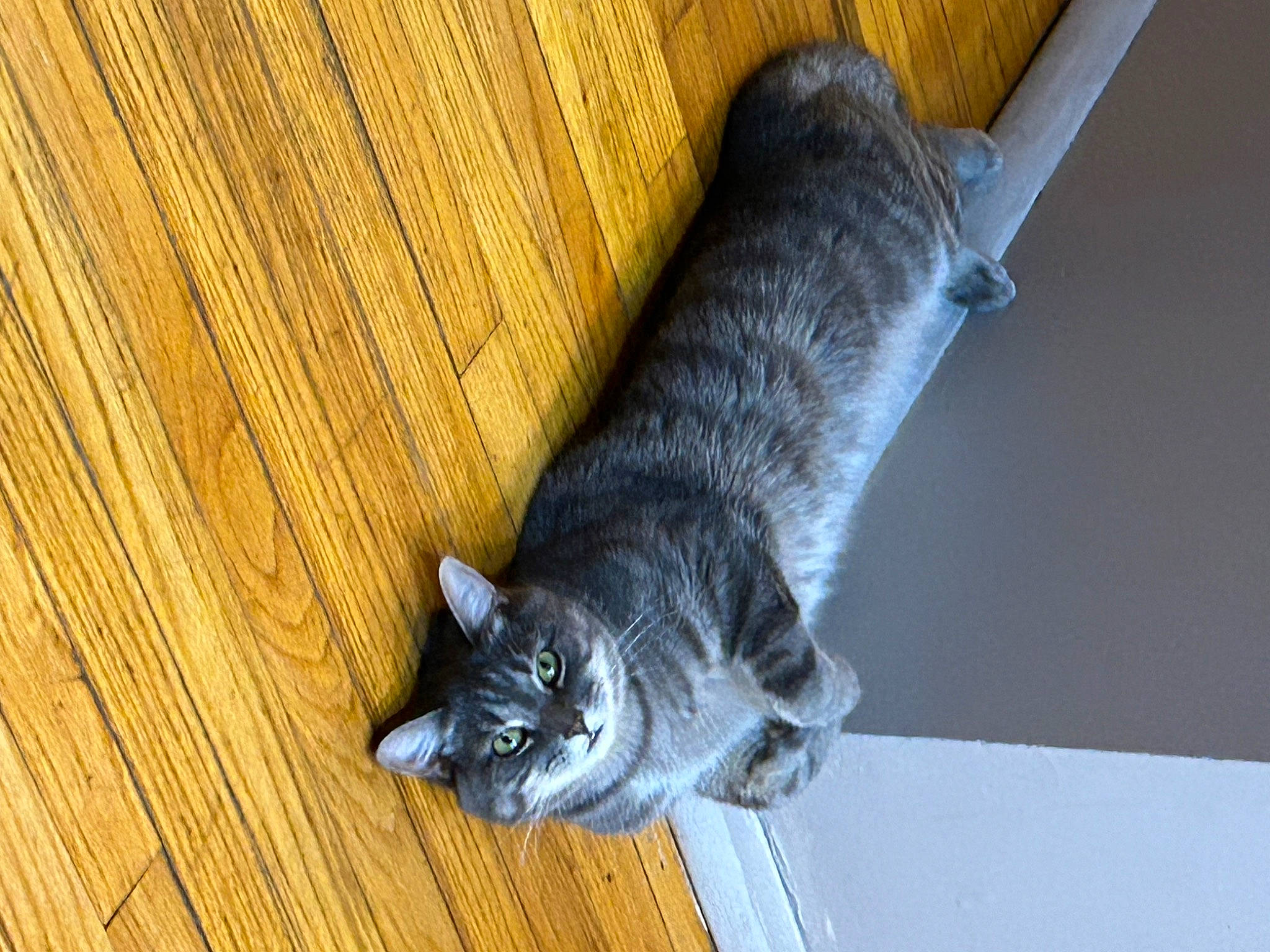 Bubba joined the competition — help win amazing prizes! black_cat, carnivore, cat, domestic_short_haired_cat, felidae, flooring, fur, grey, hardwood, laminate_flooring, paw, plank, small_to_medium_sized_cats, snout, tail, varnish, whiskers, wood, wood_flooring, wood_stain