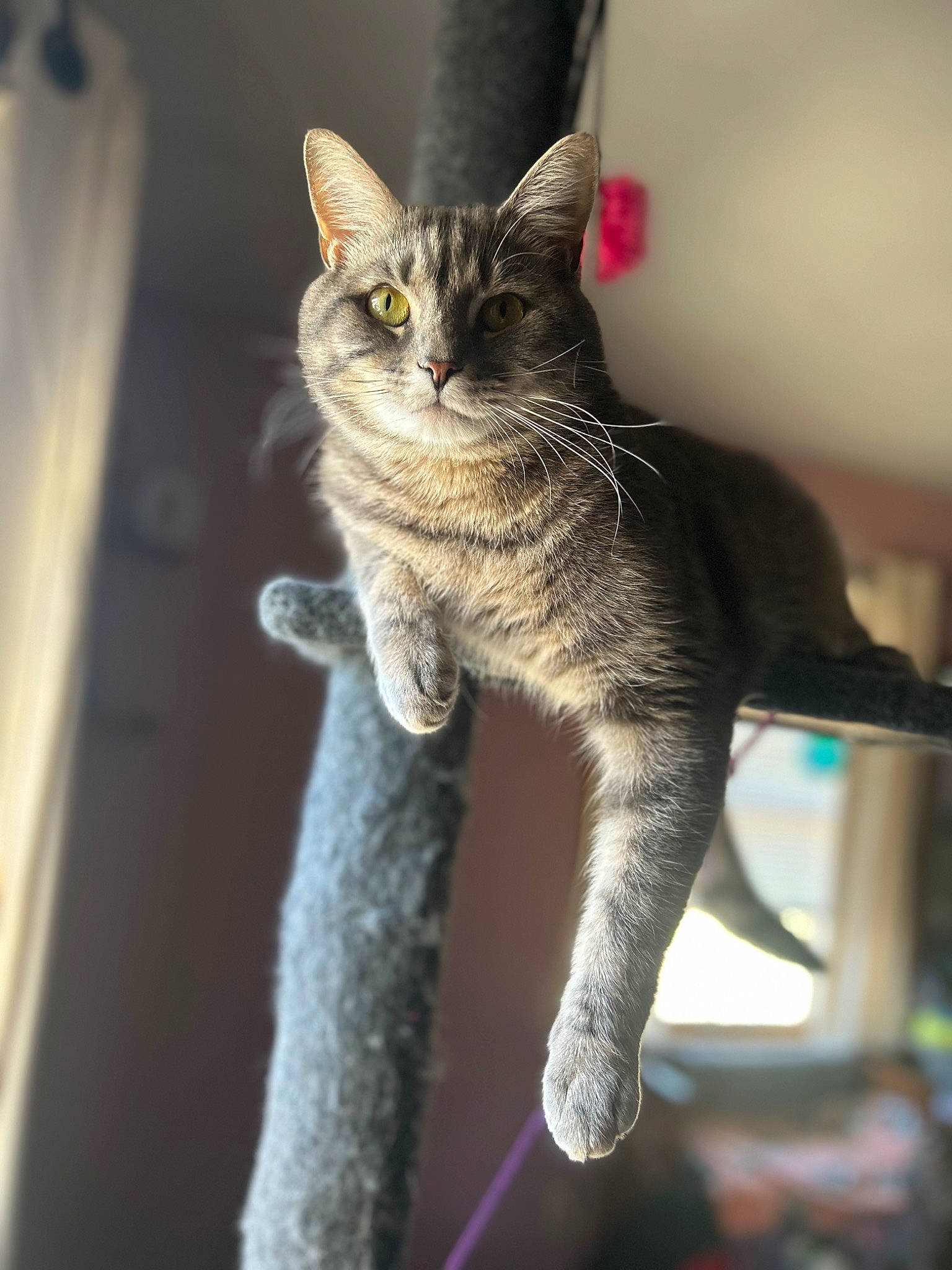 Bubba is registered to the contest to win money with this photo: carnivore, cat, claw, domestic_short_haired_cat, felidae, fur, grey, paw, small_to_medium_sized_cats, snout, tail, terrestrial_animal, tree, whiskers, wildlife