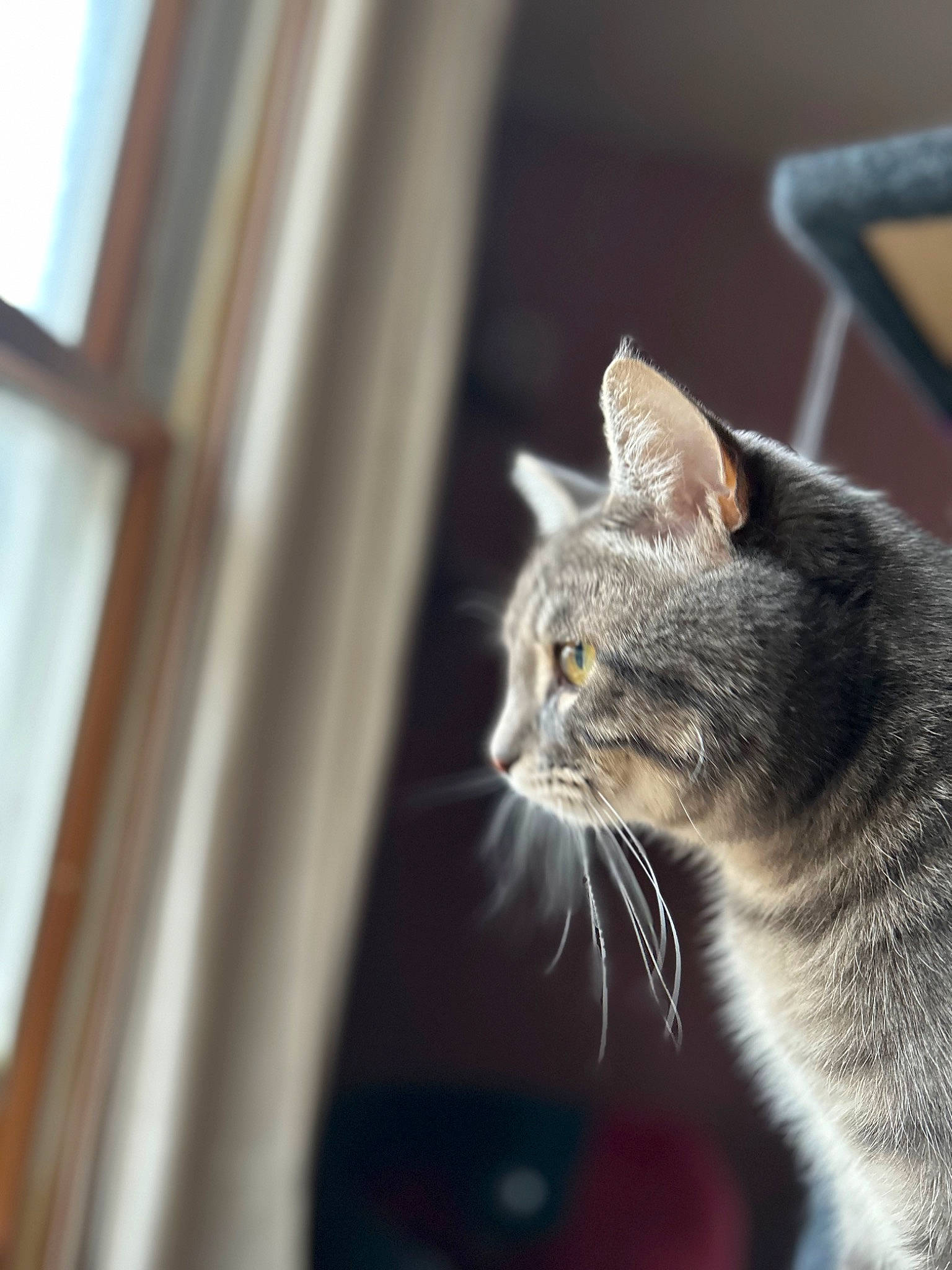 Bubba joined the competition — help win amazing prizes! carnivore, cat, comfort, domestic_short_haired_cat, door, felidae, fur, monochrome_photography, paw, sitting, small_to_medium_sized_cats, snout, tail, whiskers, wildlife, window, wood