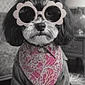 dog, sunglasses, bandana, indoor, pet, fashion, portrait, black_and_white, cute, small_dog, fur, accessory, lamp, furniture, carpet, hairstyle, animal, sitting, decor, funny