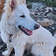 Alpha participe au concours pour gagner de l'argent avec cette photo : animal, canine, closeup, collar, daylight, dog, ears, fur, happy, muzzle, nature, outdoor, paw, pet, rocky_ground, side_view, sitting, tongue, white_dog, wildlife