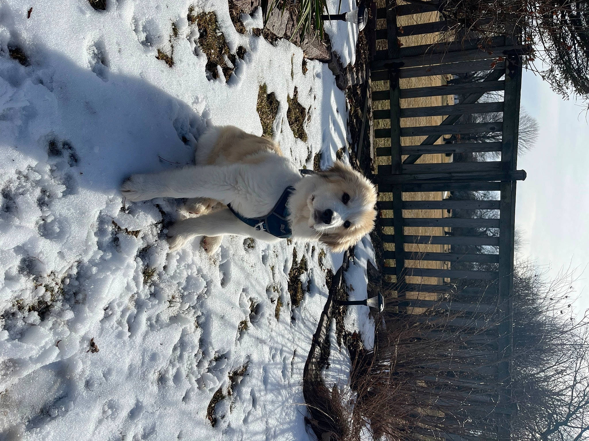 Bear is registered to the contest to win money with this photo: carnivore, dog, dog_breed, freezing, frost, fur, glacial_landform, ice, ice_cap, plant, recreation, sky, slope, snout, snow, tree, twig, water, winter, wood