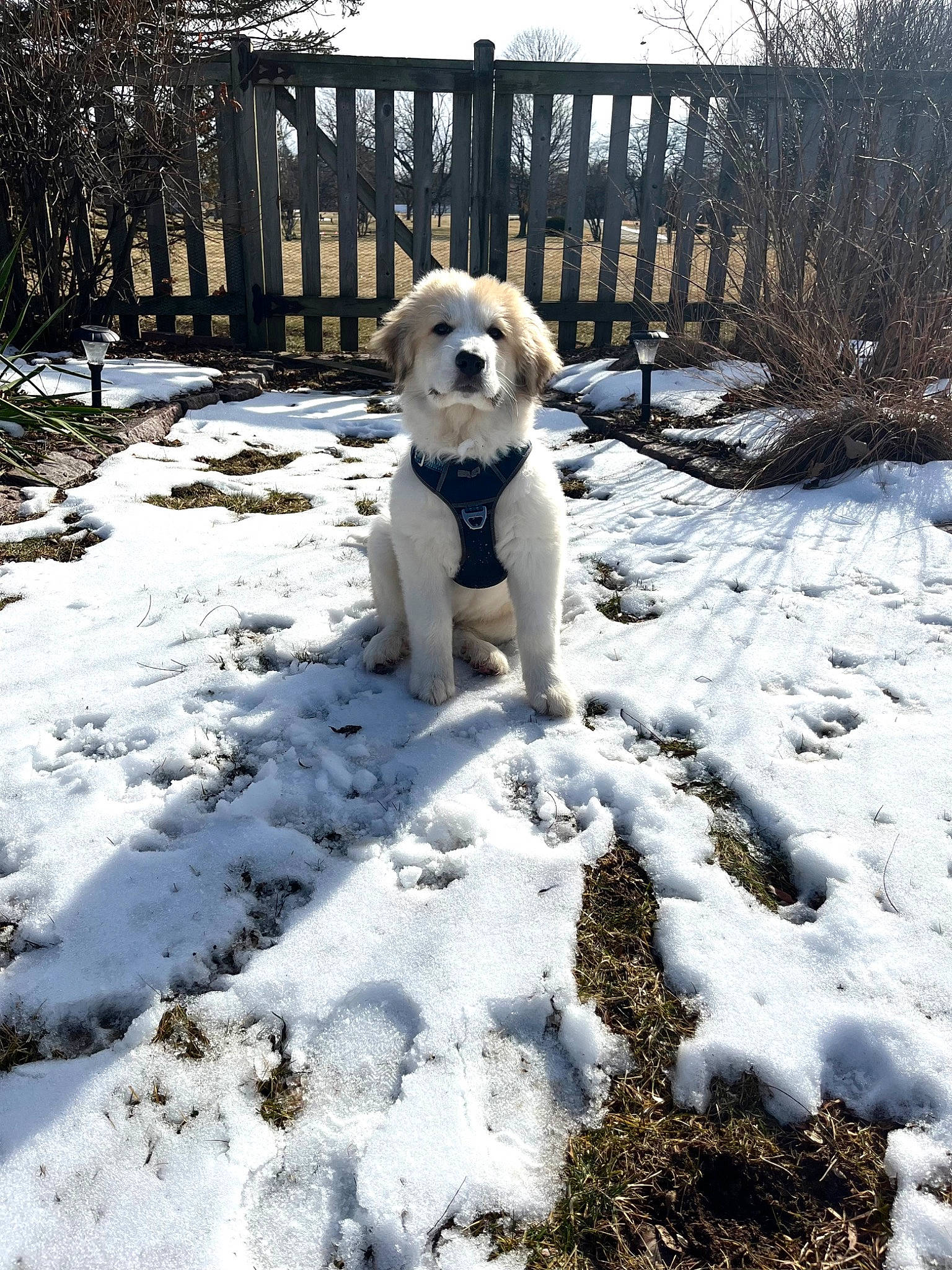 Bear joined the competition — help win amazing prizes! canidae, carnivore, collar, companion_dog, dog, dog_breed, dog_collar, fawn, fence, freezing, gun_dog, pet_supply, sky, snow, sporting_group, tail, toy, tree, winter, wood