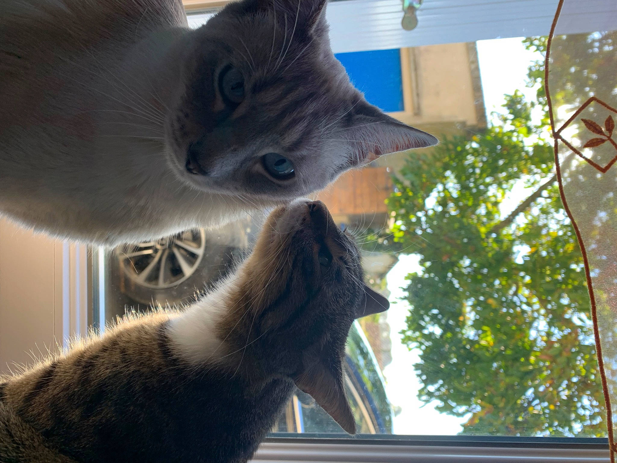 Ruby a rejoint le concours — aidez-le/la à gagner de superbes lots ! carnivore, cat, comfort, domestic_short_haired_cat, fawn, felidae, fur, light, organism, plant, russian_blue, shade, small_to_medium_sized_cats, snout, tail, tints_and_shades, tree, vertebrate, whiskers, window