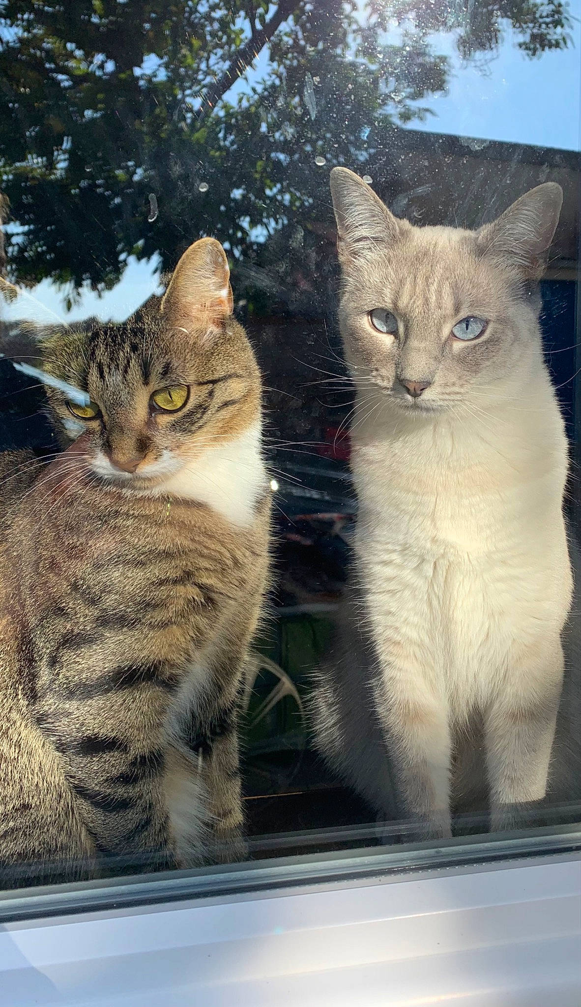 Ruby a rejoint le concours — aidez-le/la à gagner de superbes lots ! art, carnivore, cat, claw, domestic_short_haired_cat, felidae, fur, mammal, paw, photo_caption, sky, small_to_medium_sized_cats, snout, tail, terrestrial_animal, tree, vertebrate, whiskers, window, windshield