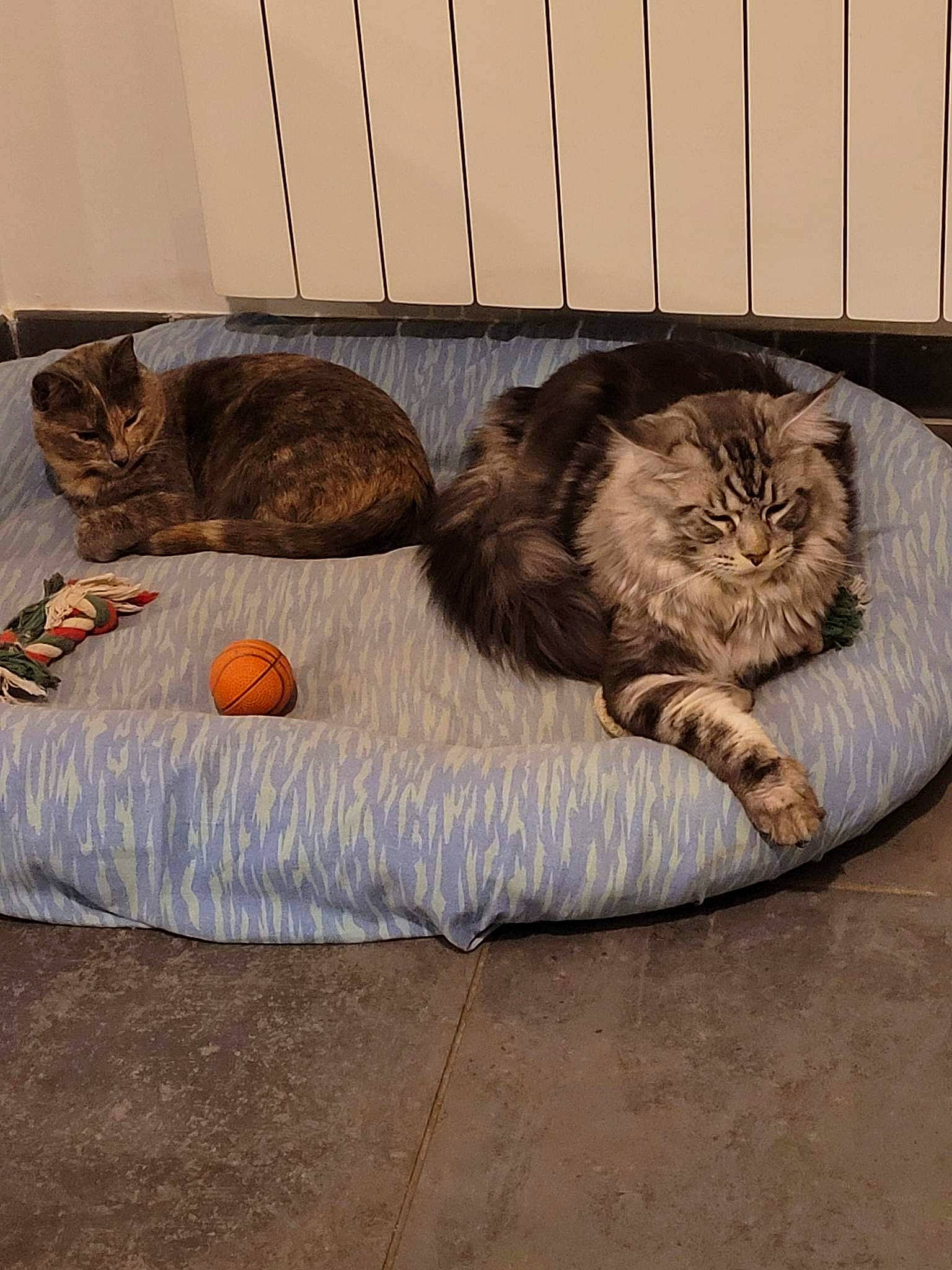 Sherkan a rejoint le concours — aidez-le/la à gagner de superbes lots ! brown, carnivore, cat, cat_bed, cat_supply, comfort, domestic_short_haired_cat, fawn, felidae, flooring, fur, grey, hardwood, paw, room, small_to_medium_sized_cats, tail, terrestrial_animal, whiskers, wood