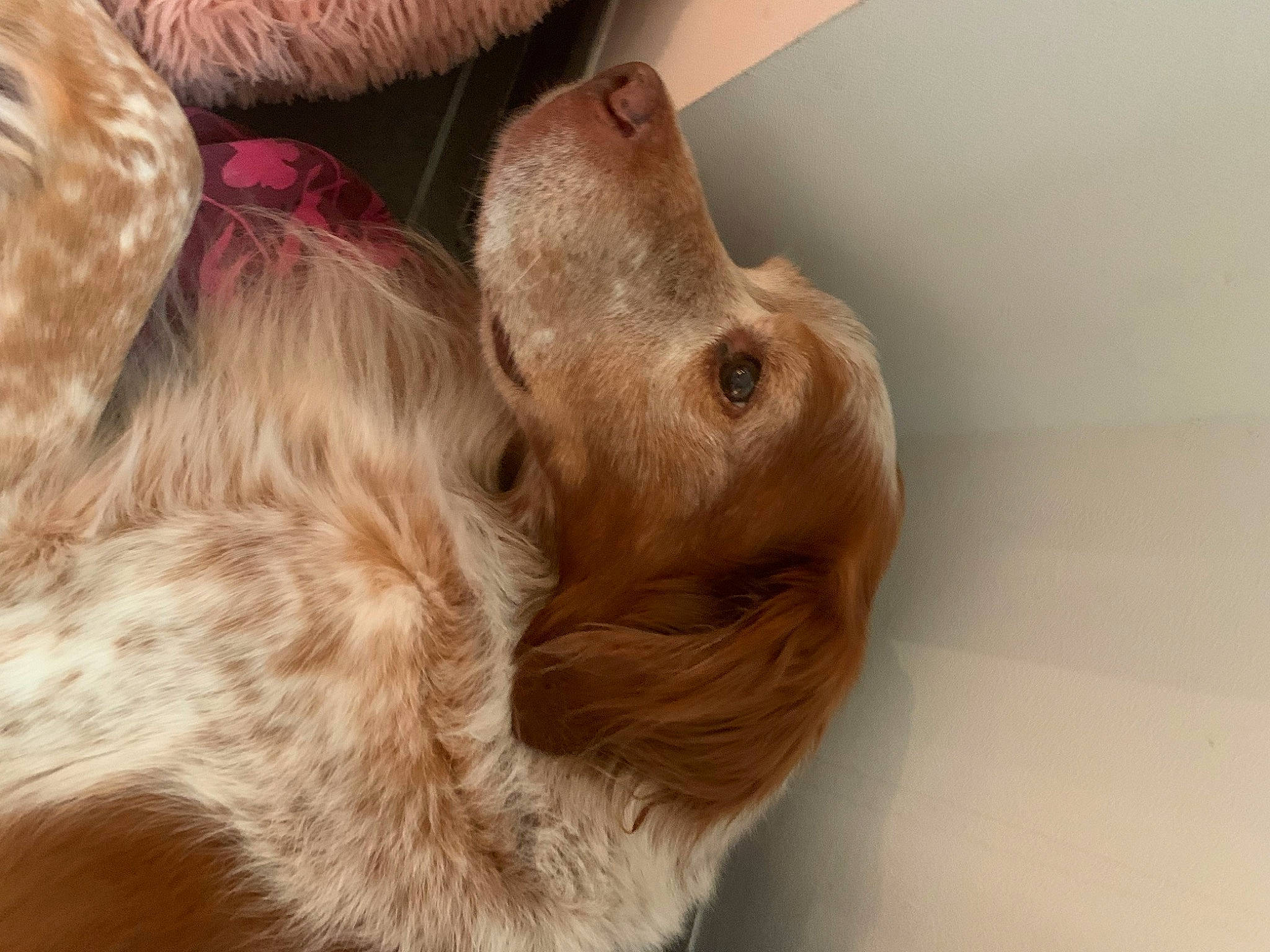 Diabolo participe au concours pour gagner de l'argent avec cette photo : canidae, carnivore, companion_dog, dog, dog_breed, ear, fawn, fur, liver, snout, sporting_group, working_animal