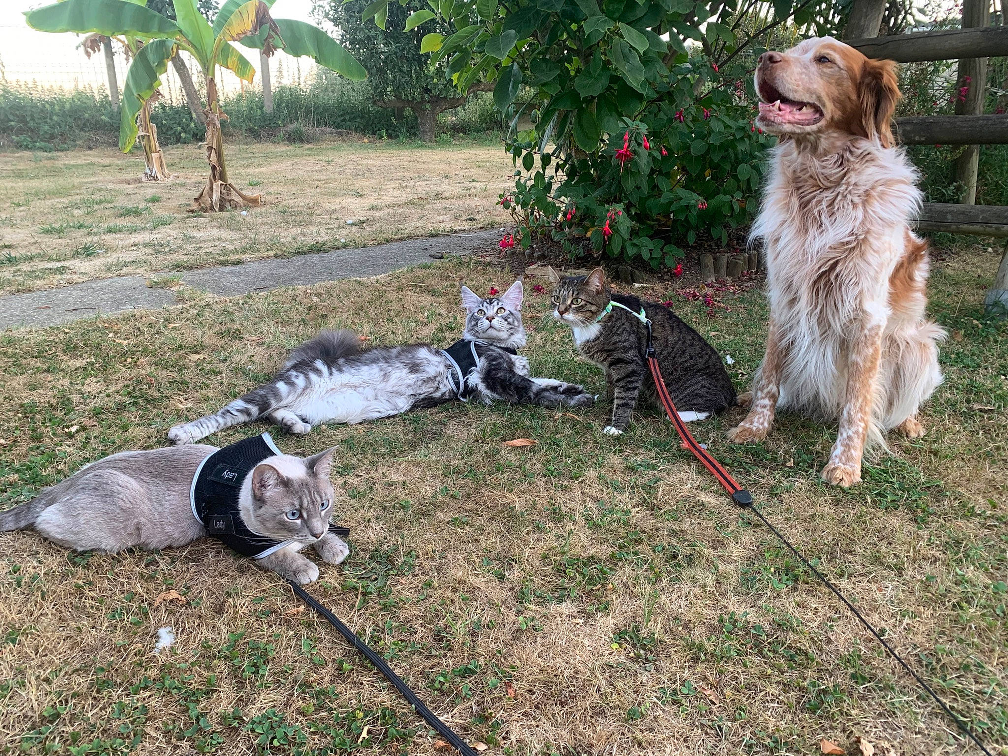 Diabolo a rejoint le concours — aidez-le/la à gagner de superbes lots ! canidae, carnivore, companion_dog, dog, dog_breed, dog_supply, grass, grassland, lawn, leash, palm_tree, plant, recreation, small_terrier, soil, sporting_group, tail, tree, working_dog, yard