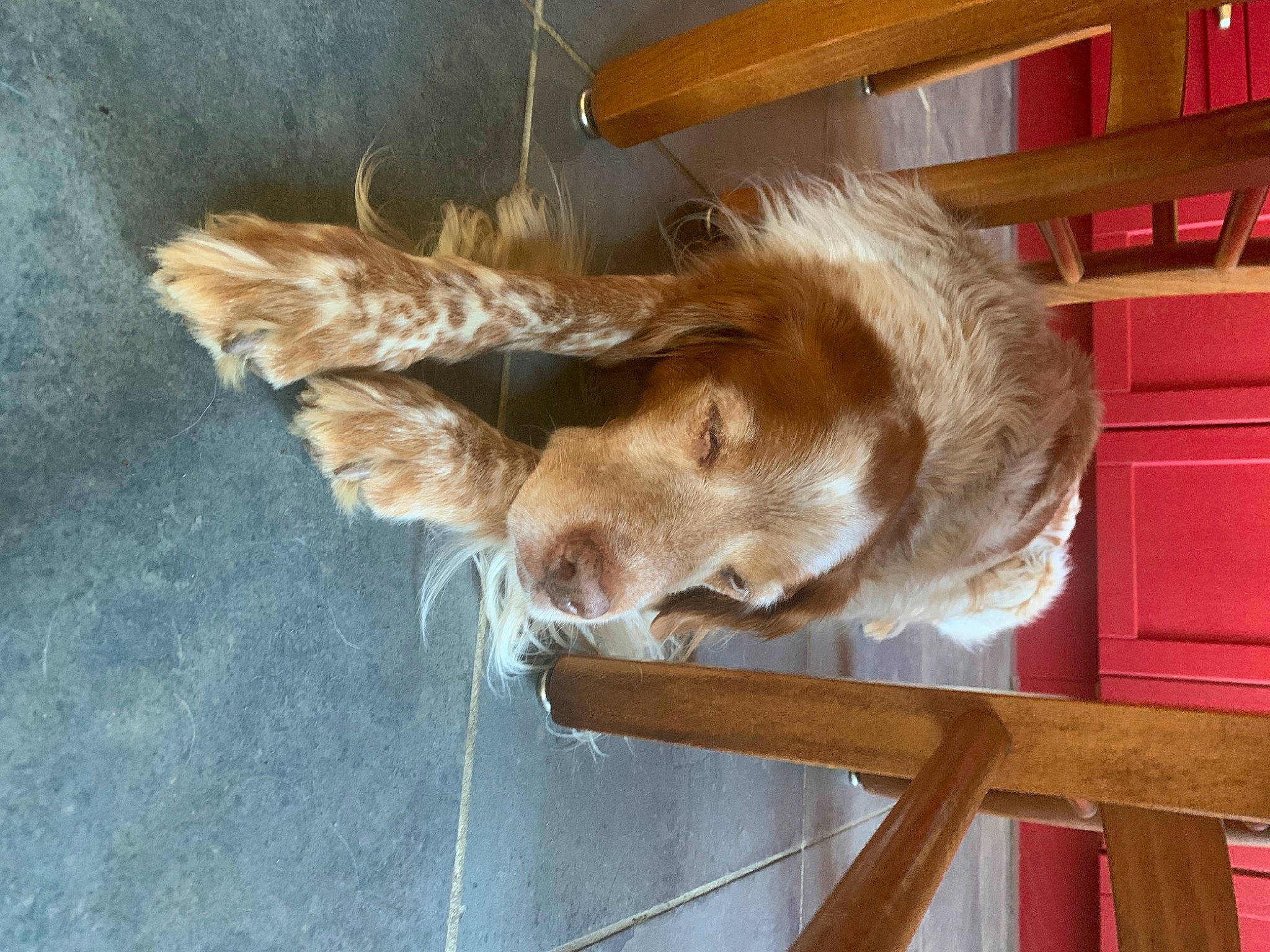 Diabolo a rejoint le concours — aidez-le/la à gagner de superbes lots ! canidae, carnivore, companion_dog, dog, dog_breed, fawn, fur, gun_dog, hardwood, liver, paw, pet_supply, retriever, snout, sporting_group, tail, whiskers, wood, wood_stain, working_animal