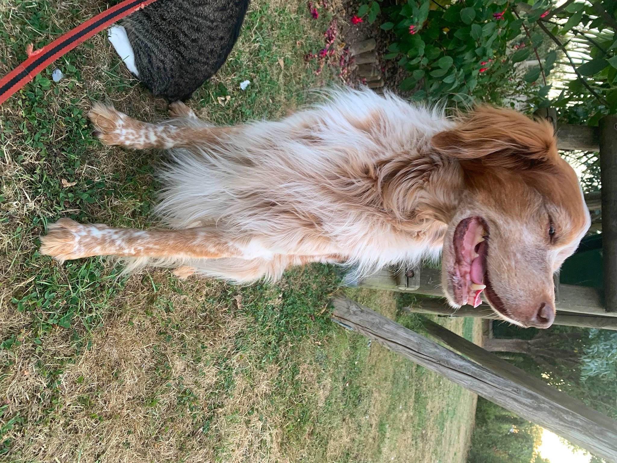 Diabolo participe au concours pour gagner de l'argent avec cette photo : canidae, carnivore, collar, companion_dog, dog, dog_breed, fang, fawn, felidae, fur, grass, liver, pet_supply, plant, small_to_medium_sized_cats, sporting_group, tail, terrestrial_animal, tree, whiskers