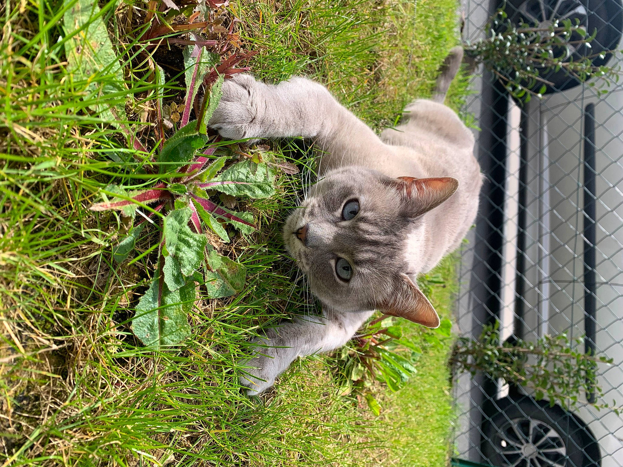 Siya participe au concours pour gagner de l'argent avec cette photo : carnivore, cat, domestic_short_haired_cat, fawn, felidae, fence, flowering_plant, fur, grass, groundcover, herb, herbaceous_plant, home_fencing, mesh, plant, shrub, small_to_medium_sized_cats, tail, terrestrial_plant, whiskers
