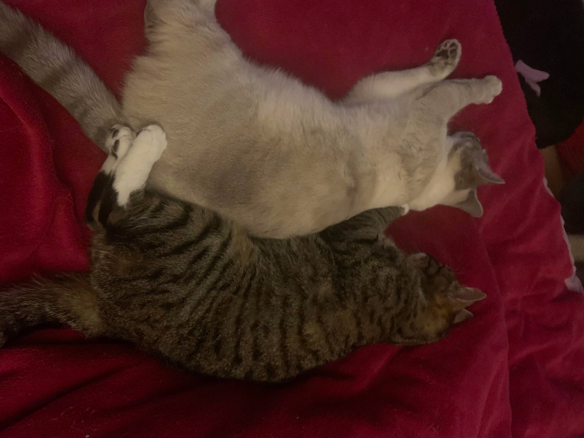 Siya participe au concours pour gagner de l'argent avec cette photo : canidae, carnivore, cat, cat_bed, cat_supply, claw, comfort, domestic_short_haired_cat, fawn, felidae, fur, grey, nap, paw, sleep, small_to_medium_sized_cats, snout, tail, terrestrial_animal, whiskers